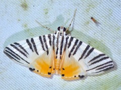 Dichocrocis zebralis