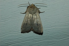Dasychira vagans