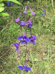 Delphinium treleasei