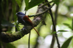 Terpsiphone bourbonnensis