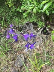 Delphinium treleasei