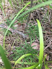 Delphinium treleasei