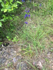 Delphinium treleasei