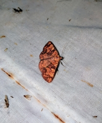 Sarobides inconclusa