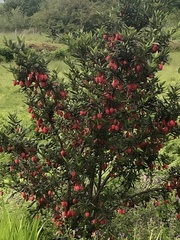Crinodendron hookerianum