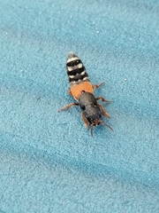 Platydracus stercorarius