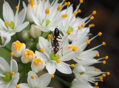 Allium subvillosum