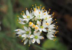 Allium subvillosum