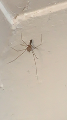 Pholcus phalangioides