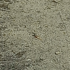 Acanthodactylus erythrurus