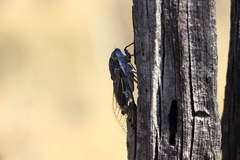 Hadoa chiricahua