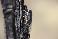 Hadoa chiricahua