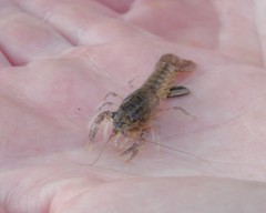 Procambarus kensleyi