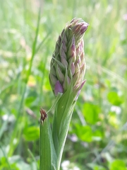 Anacamptis pyramidalis