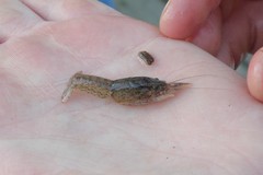 Procambarus kensleyi