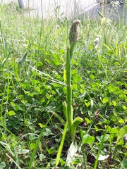 Anacamptis pyramidalis