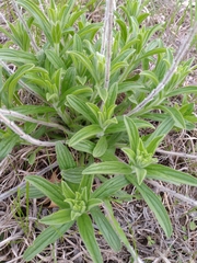 Lithospermum occidentale