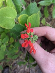 Salvia grewiifolia