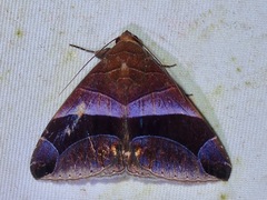 Bastilla acuta
