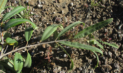 Ozoroa paniculosa