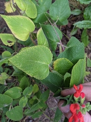Salvia grewiifolia