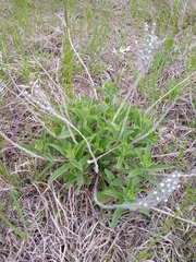 Lithospermum occidentale