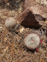 Mammillaria beneckei