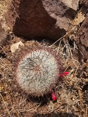Mammillaria beneckei