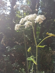 Heracleum sphondylium sphondylium