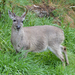 Andean White-tailed Deer - Photo (c) James J. Bond, some rights reserved (CC BY-NC), uploaded by James J. Bond