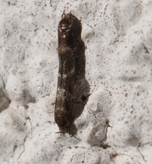 Mompha subbistrigella