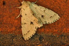 Acronicta vulpina