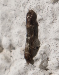 Mompha subbistrigella