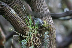 Zosterops borbonicus