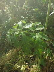 Heracleum sphondylium sphondylium