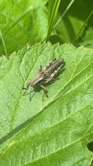 Melanoplus viridipes