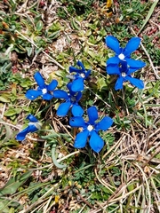 Gentiana verna