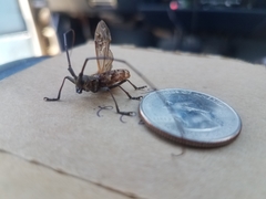 Monochamus carolinensis