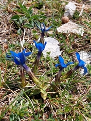 Gentiana verna