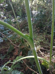 Heracleum sphondylium sphondylium