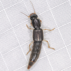 Pinophilus latipes