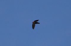 Streptoprocne rutila