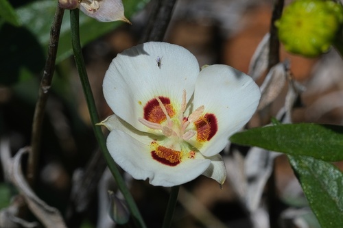 Dunn's mariposa lily (Calochortus dunnii)