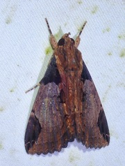 Ercheia