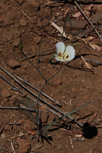 Image of Calochortus dunnii by (c) Madeleine Claire, some rights reserved (CC BY)