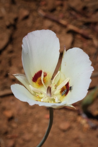 Dunn's mariposa lily (Calochortus dunnii)