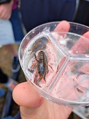 Austropotamobius pallipes