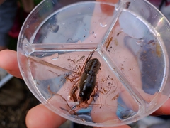 Austropotamobius pallipes