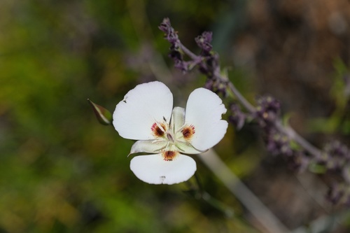 Dunn's mariposa lily (Calochortus dunnii)