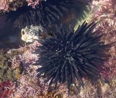 Stomopneustes variolaris